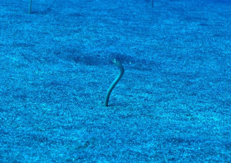 garden eel